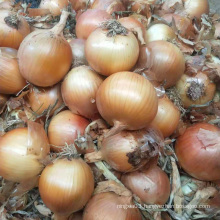 Best Quality Wholesale cheap Price Fresh Yellow Onion